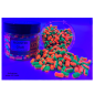 Preview: Dumbell Wafter 5 x 7 mm ORANGE / GREEN CRAB (Krabbe)